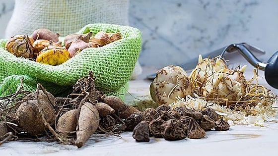 Qué bulbos tienes que plantar en otoño para asegurarte una primavera colorida