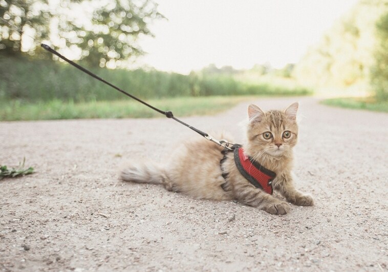 Date un paseo con tu mejor amigo felino con estos arnés y correas para gatos