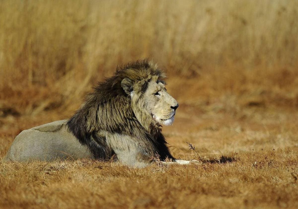 The lion in danger: nine out of ten specimens have disappeared in the last century