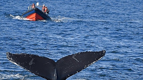 Inteligencia artificial y una boya marítima para salvar la vida de ballenas y delfines