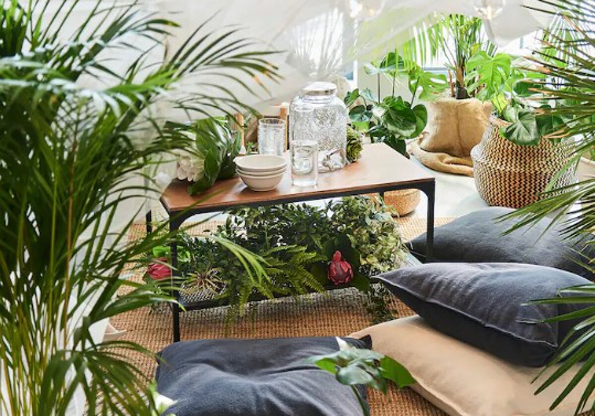 Purifica el aire de tu hogar con estas plantas de interior