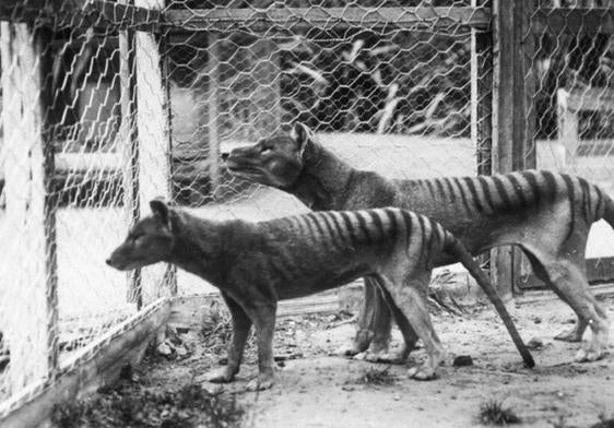 Dos ejemplares de tigres de Tasmania fotografiados en un zoo de Australia en 1933.