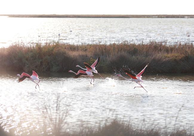 Vista de una parte de la finca 'Veta La Palma' que la Junta de Andalucía va a comprar para ampliar el terreno de Doñana.