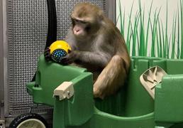 Un grupo de médicos denuncia la muerte de doce monos en los ensayos de chips cerebrales de Elon Musk