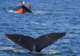 Una ballena en aguas del mar Céltico.