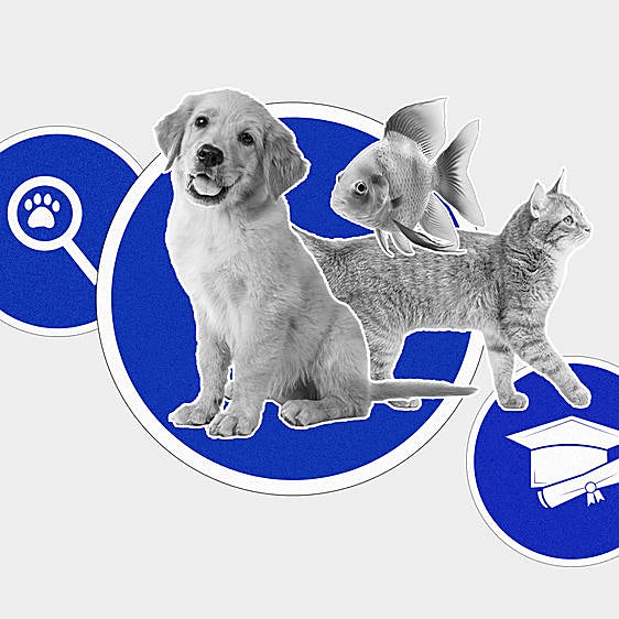 ¿Sabes cómo te afecta la nueva ley de bienestar animal?