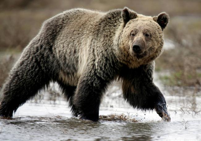 Un ejemplar de oso grizzly.