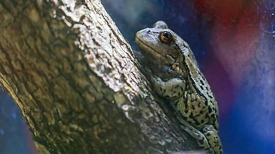 El 40% de los anfibios está en peligro de extinción