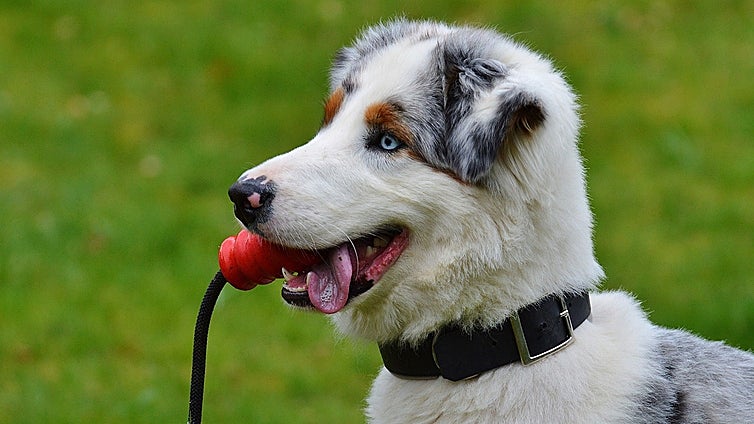 Los mejores juguetes para perros y gatos