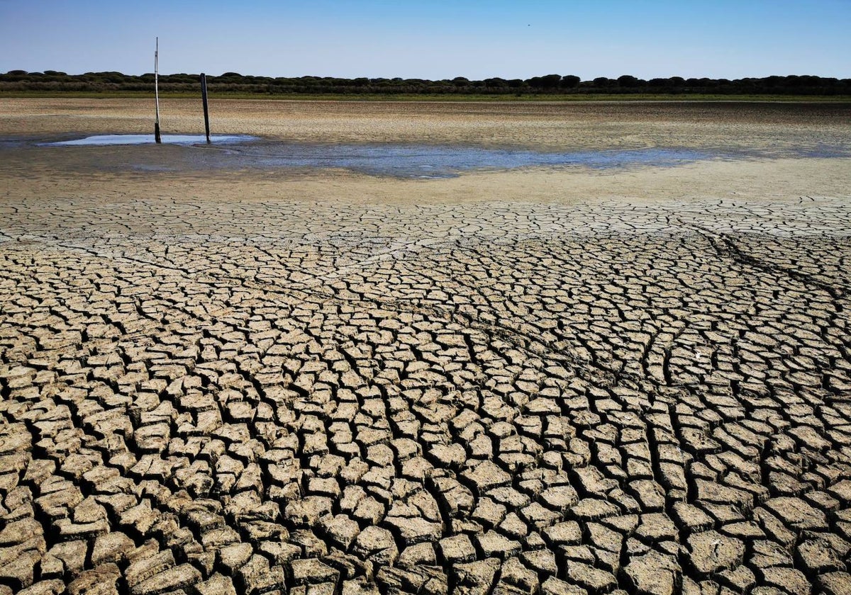 Laguna de Santa Olalla, en Doñana, completamente seca.