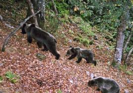 Una osa y dos oseznos, en uno de los montes de la provincia de León