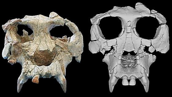 Reconstruyen el cráneo de 'Pau', un homínido clave en nuestra evolución que vivió hace 12 millones de años en Cataluña