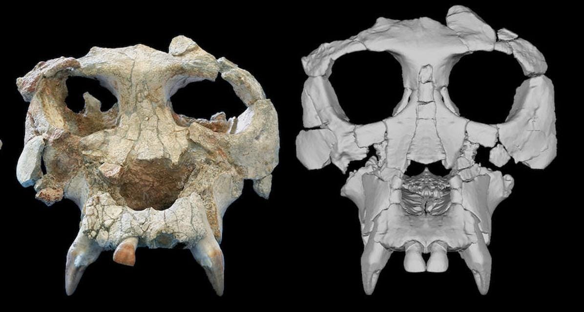 They reconstruct the skull of 'Pau', a key hominid in our evolution that lived 12 million years ago in Catalonia