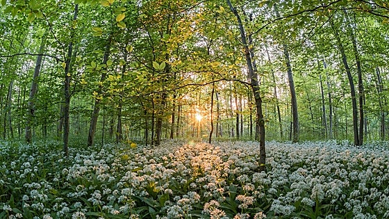 Las mejores plantas aromáticas