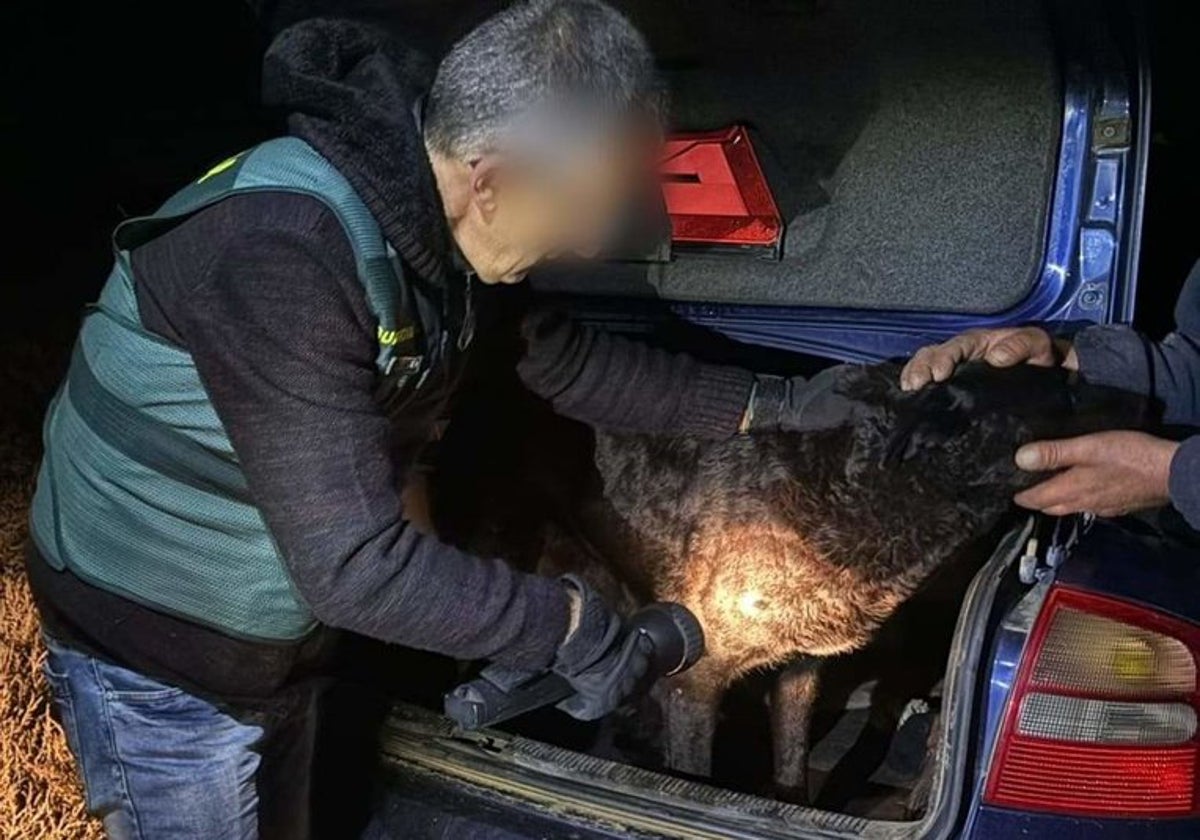 Efectivos del Seprona inspeccionan a uno de los perros que participó en el ataque