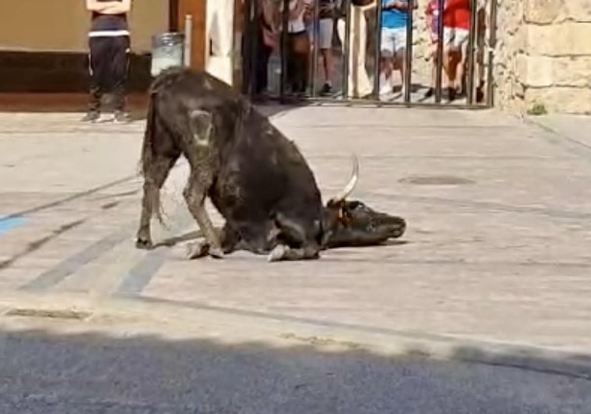 Imagen de la vaquilla agonizando.