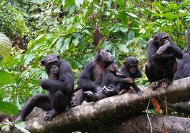 Los chimpancés también tienen controles de fronteras