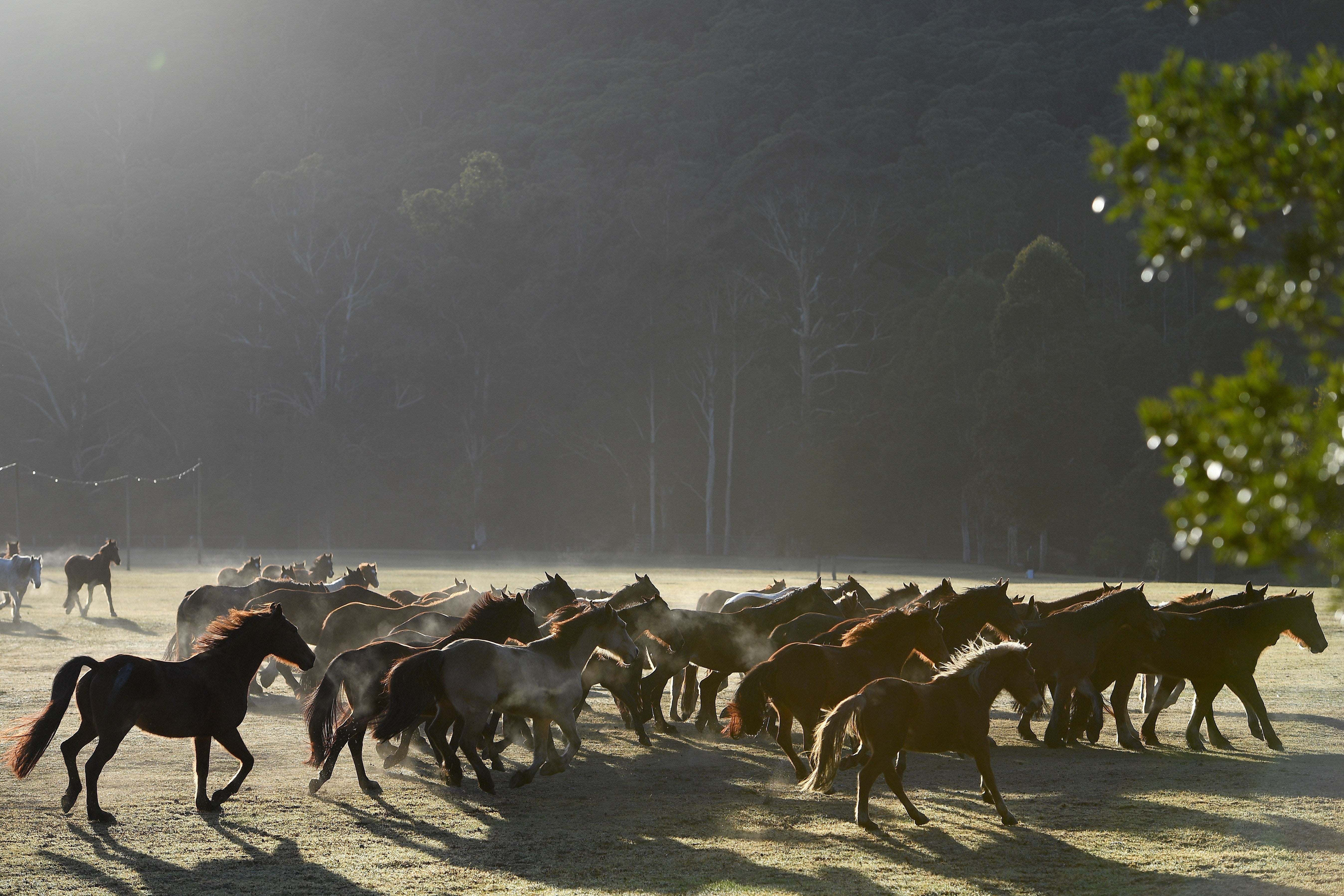 Caballos salvajes en Australia.