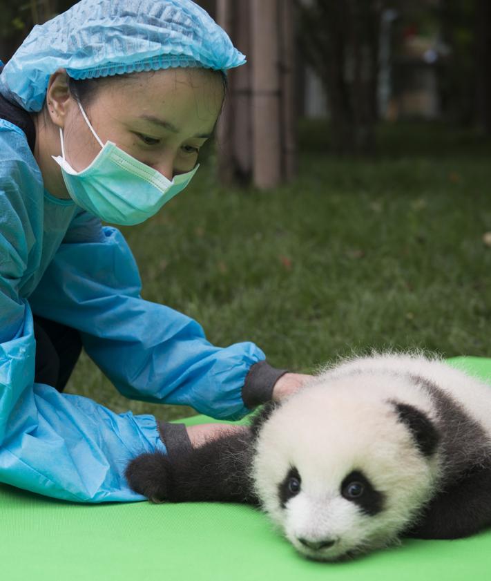 Imagen secundaria 2 - Especialistas trabajan en el centro de cría del oso panda de Chengdu.