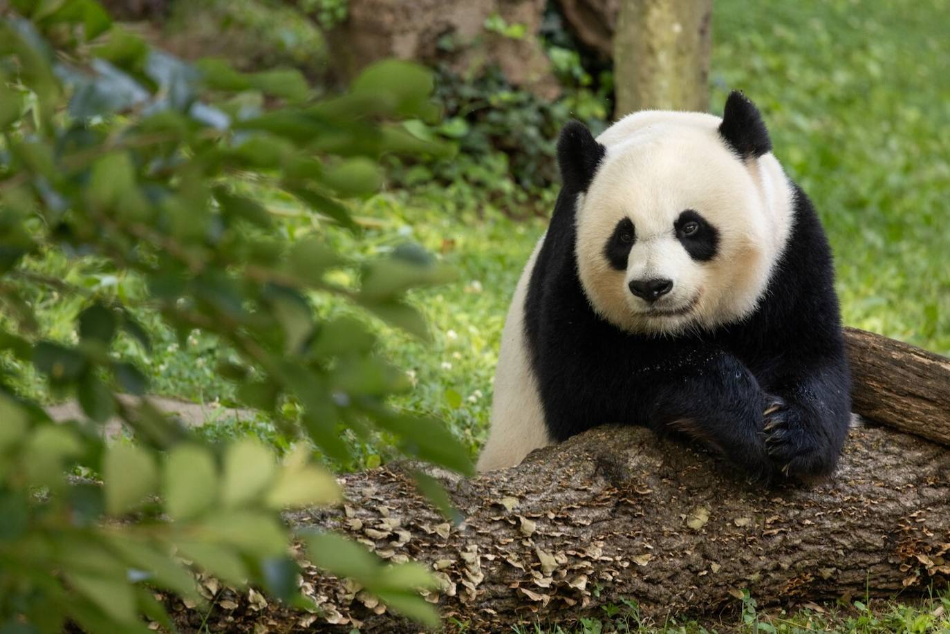 los pandas solo viven en china