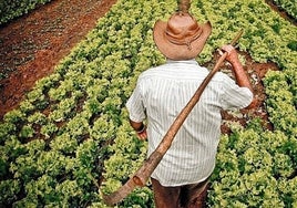 Un Erasmus para el campo español