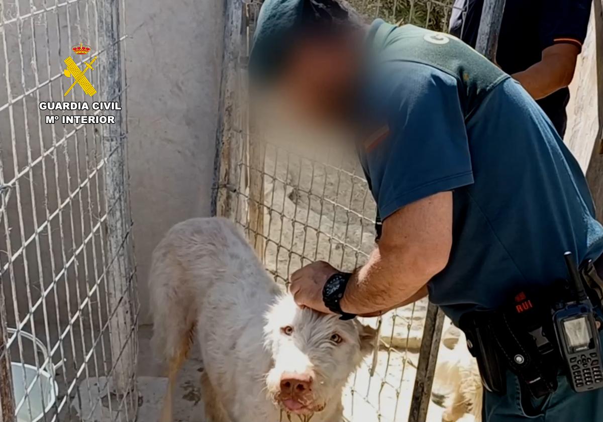 Perros mutilados en la provincia de Granada.