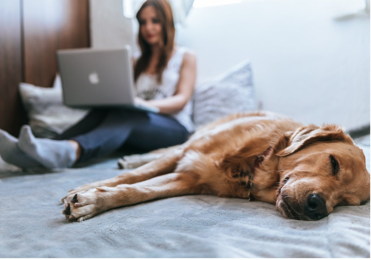 ¿Quieres que tú perro tenga un buen descanso? Te traemos una selección de las mejores camas