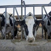 La ganadería supone el 12% de todas las emisiones de carbono