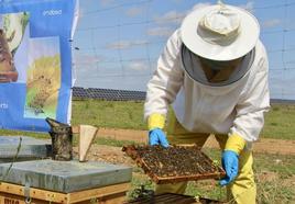 Miel ecológica en placas solares