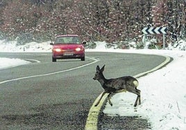 El jabalí fue el animal implicado en un mayor número de siniestros con víctimas por delante del canino y del corzo