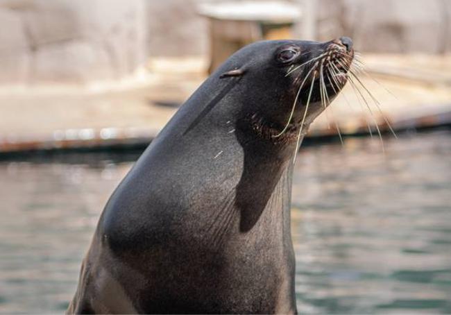 Una de las focas que tiene Faunia (Madrid) en las instalaciones de su acuario.