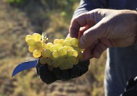 Las uvas de la suerte se enfrentan al cambio climático