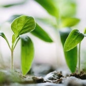 Los mejores semilleros para que tus plantas germinen con éxito