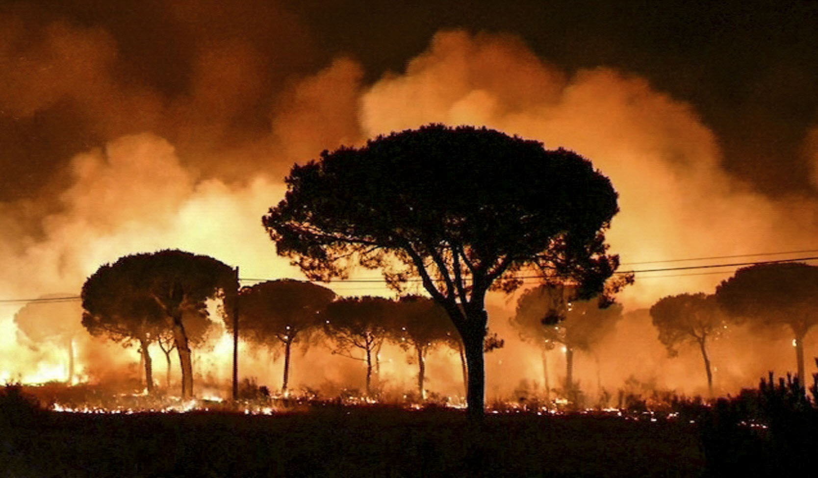 Incendio en Doñana: fuego intenso entre árboles en La Peñuela.