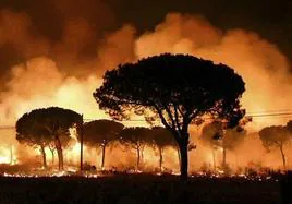 Incendio en Doñana: fuego intenso entre árboles en La Peñuela.