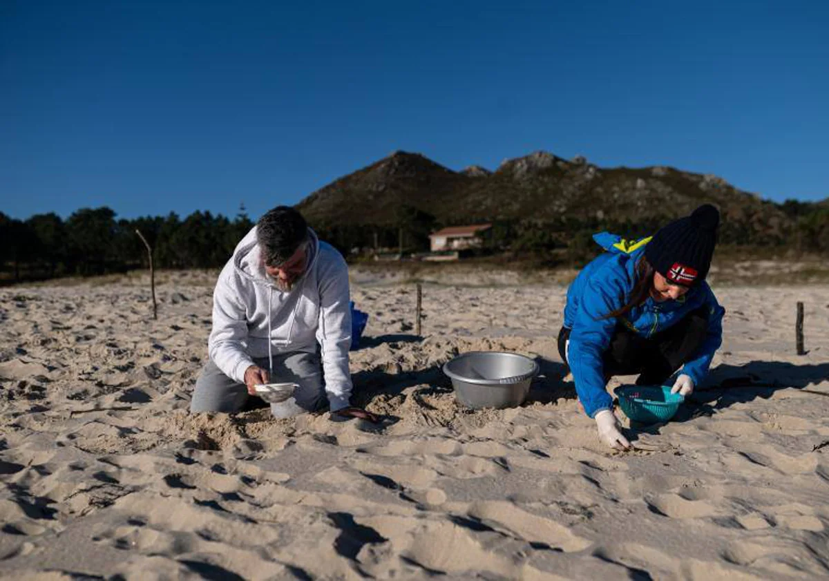 Imagen principal - Volunteers collect pellets on the beaches of the Noia estuary.