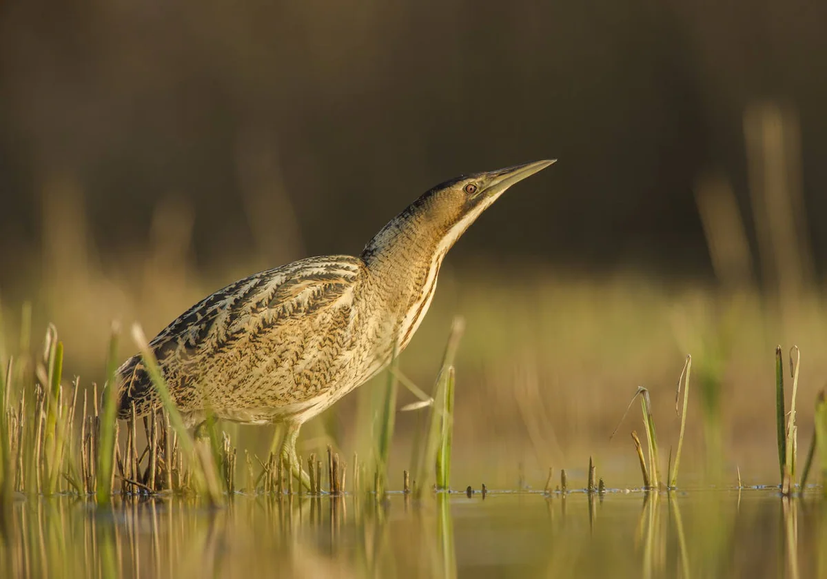 The little bittern, which sings with a 'moo', Bird of the Year 2024
