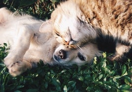 Este es el mejor aceite de salmón para perros y gatos