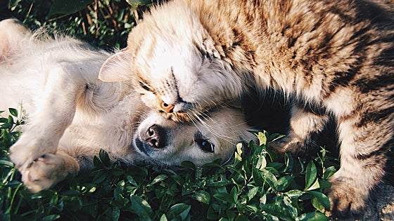 Este es el mejor aceite de salmón para perros y gatos