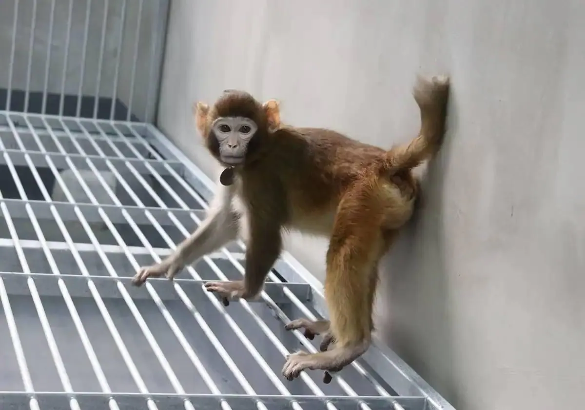 Chinese scientists clone a macaque with a technique similar to that of 'Dolly'