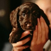 Primera mascota: lo que debes saber para dar la bienvenida a tu nuevo amigo adoptado