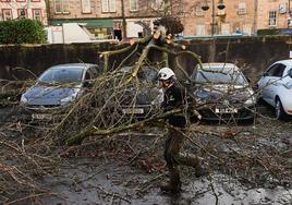Un operario tala un árbol tirado por la tormenta 'Isha'.