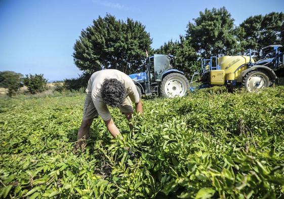 Hasta medio millón de trabajadores no tienen actualizada su retribución al salario mínimo