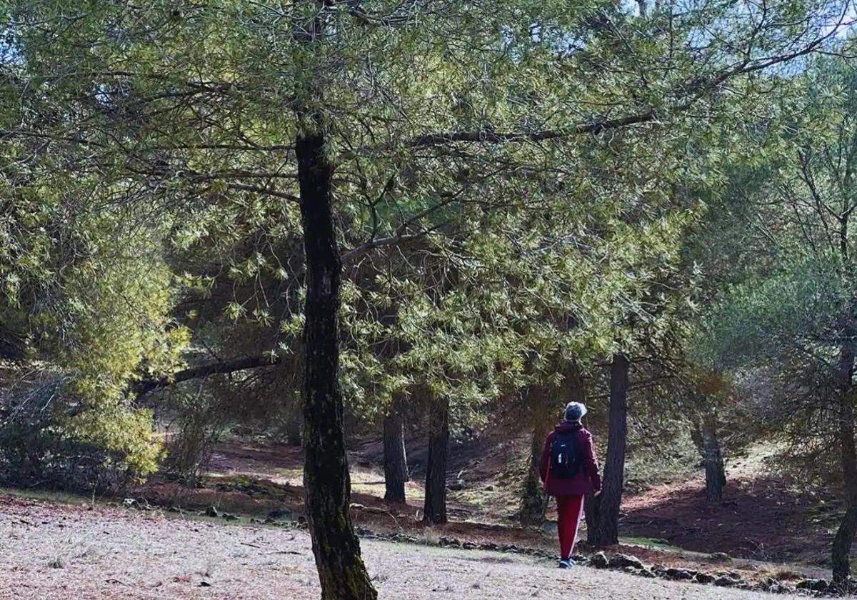 Zona de bosque en el término municipal de La Zubia.