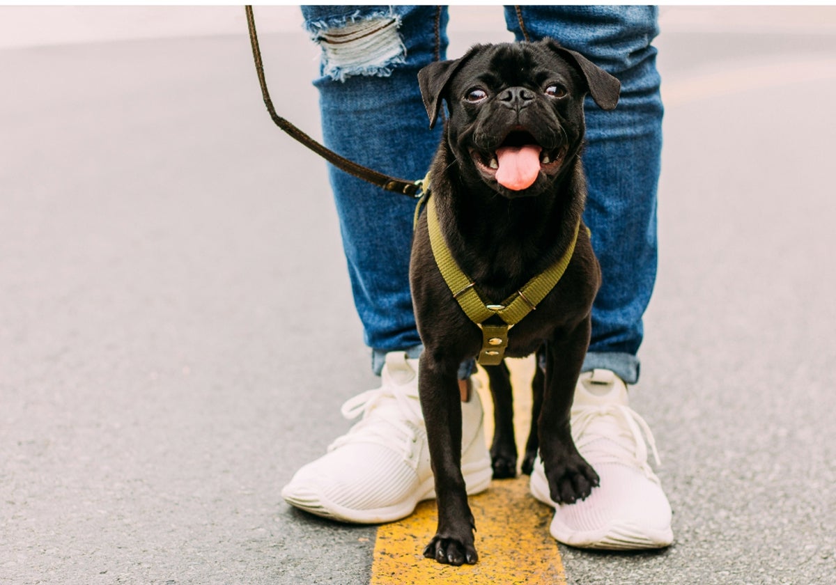 Todo lo que necesitas para pasear a tu perro en invierno