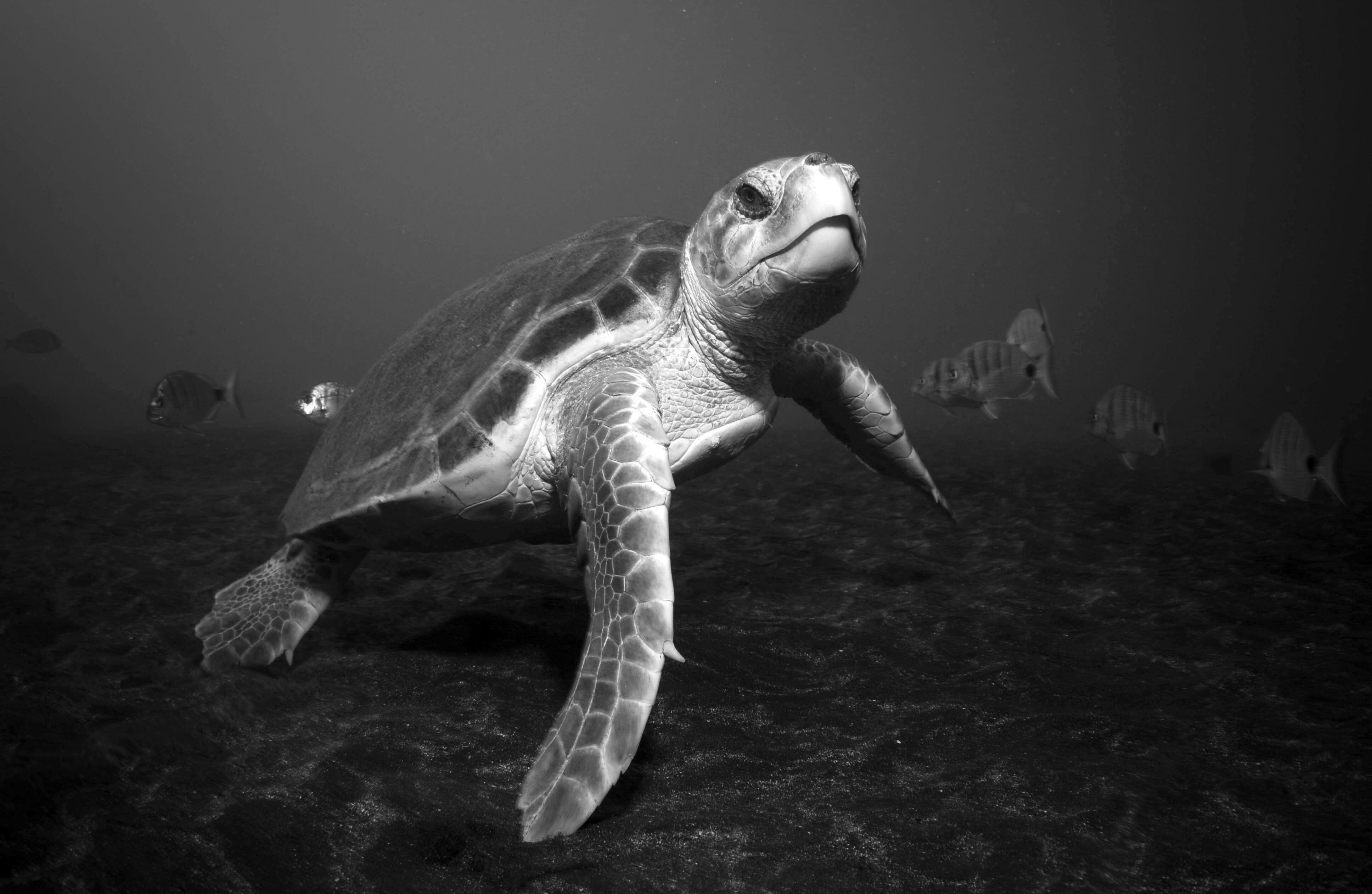 Ejemplar de tortuga boba en aguas españolas.