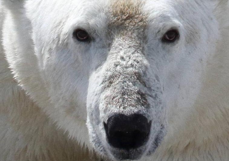 Uno de los 20 osos polares que fueron seguidos con cámaras y sistemas de GPS en Canadá para realizar el estudio sobre los efectos de la hambruna durante el verano Ártico.