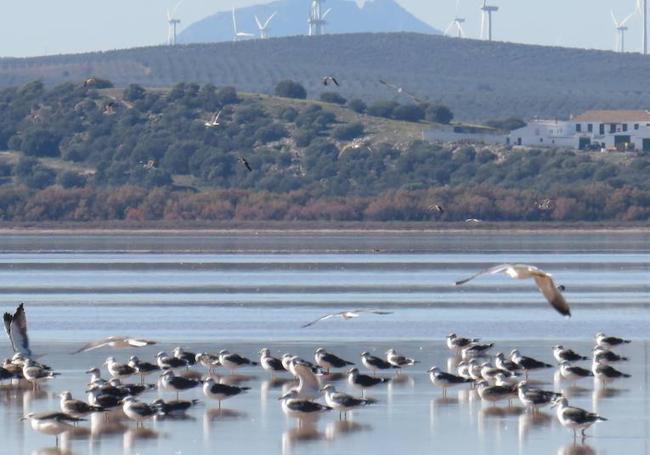 Gaviotas estudiadas por el CSIC en la laguna de Fuente de Piedra, en Málaga.