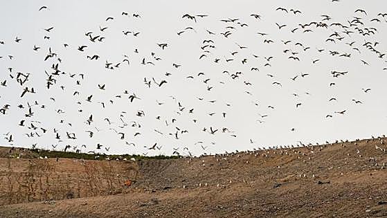 Las gaviotas llevan el plástico de los vertederos a las reservas acuáticas