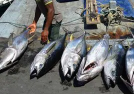 Captura de atunes en las islas Maldivas